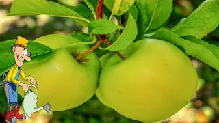 Как посадить саженец яблони весной с открытой корневой системой