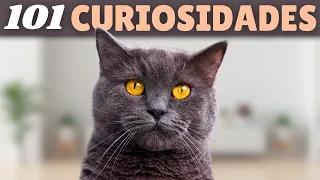 101 CURIOSIDADES sobre los GATOS que no conocías 🐱😍