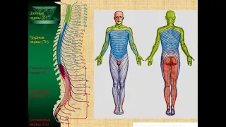 3. Спинномозговые нервы.
