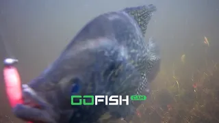 GoFish Cam Crappie