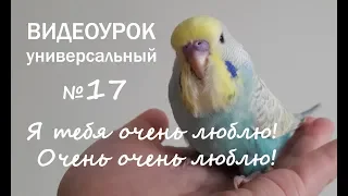 🎧 Учим попугая говорить. Урок №17: "Я тебя очень люблю! Очень очень люблю!"