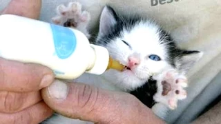 Cute Kittens And Puppies Bottle Feeding Compilation 2014 [NEW]