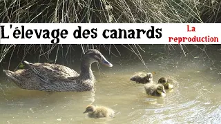 Élevage et Reproduction des Canards Coureurs Indiens