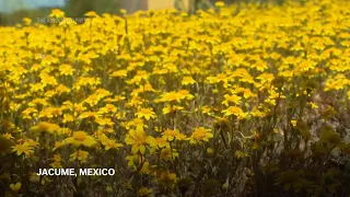 Botanists converge on the US-Mexico border, documenting an ecosystem split by a wall