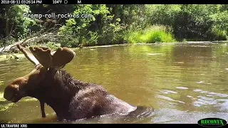Three Moose Play like Kids in a Pond (8/11/)18