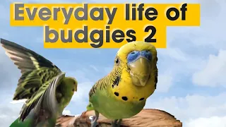 Everyday life of budgies 2 / Будни волнистых попугайчиков 2