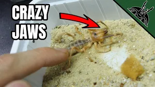 THE MYSTERY of THE CAMEL SPIDER!