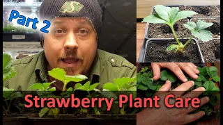 Strawberry Plant Care - Part 2 of 3