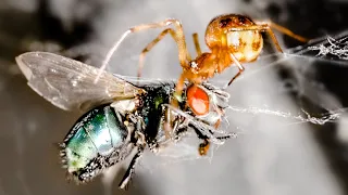 Spider Wrapping & Dragging Fly Time Lapse