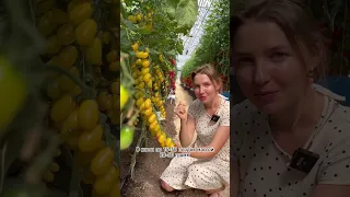 Обилие черри-томатов желтого цвета! Обзор томат Лунный фонтан🍅УСАДЬБА-СЕМЕНА