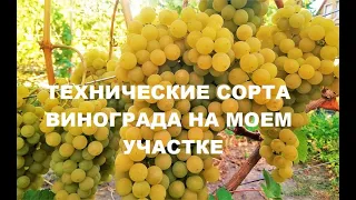 Микрообзор технических сортов винограда на моем винограднике