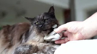 Purrfect massage for a King.