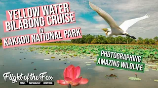 Yellow Water Billabong Cruise in KAKADU NATIONAL PARK | Seeing MASSIVE crocodiles in the wild! 🐊
