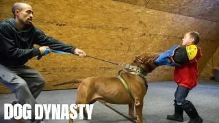 Hulk ‘Attacks’ 6-Year-Old Pit Bull Trainer | DOG DYNASTY