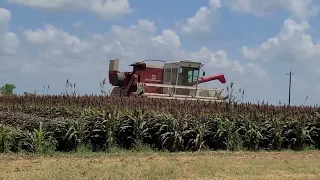 International 403 combine harvesting milo (2021)