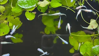 Medaka Ricefish Why They are My Favorite Fish Right Now! How to Keep, Breed, and More!