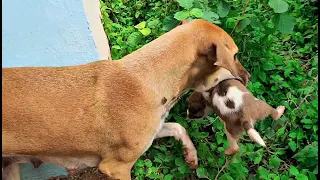 A Beautiful street mother dog moves into a new place for the puppies -  Dogoftheday