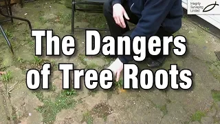 The Dangers of Tree Roots