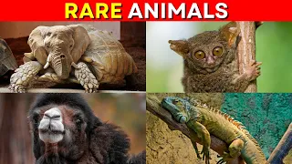 Guess and Discover 50 Rare Animals in the World