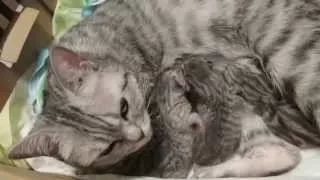 Новорожденные шотландские котята едят 2 (Scottish Straight cat)