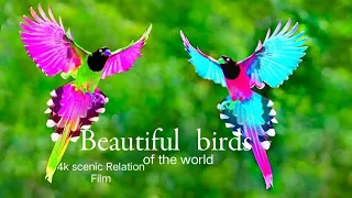 Tropical Birds In 8k - Beautiful Bird Sounds Of Rainforest | Jungle Sounds | Scenic Relaxation Film