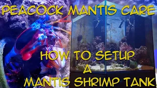 Peacock Mantis Shrimp Care: How to setup a mantis tank