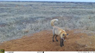 Кот, который гулял сам по себе.