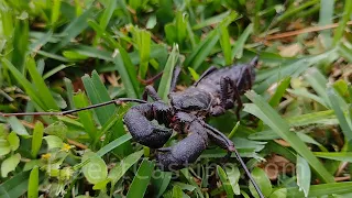 Vinegaroon video - InsectCasting.com