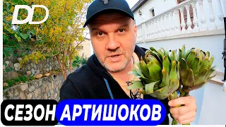 КАК ПРИГОТОВИТЬ АРТИШОК? КАК ЕДЯТ АРТИШОКИ? ФРАНЦУЗСКИЙ СПОСОБ БЕДНЯКОВ! РЕЦЕПТ СОУСА ДЛЯ АРТИШОКОВ!