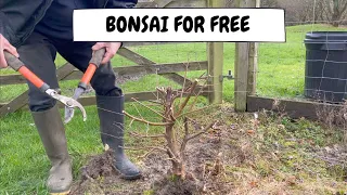 Bonsai For Free - Using Seedlings