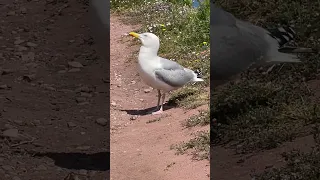 альбатрос #albatross #birdslover  #birdsworld