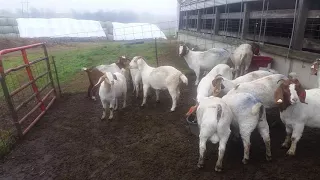 Goat Breeding Season