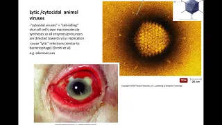 Animal Viruses part 7 types of infections audio 3 31 20