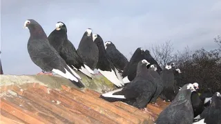 🕊Kursk Thurman Tumbler Pigeons Flying Pattern