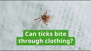 Can Ticks Bite Through Clothes?