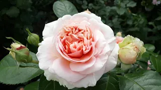 Обильное Цветение Розы Chippendale (Чиппендейл), Тантау 2006 , Blooming roses in garden