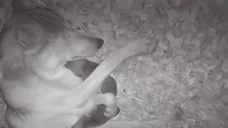 Wolf Hugs Week-old Wolf Pup in her Sleep