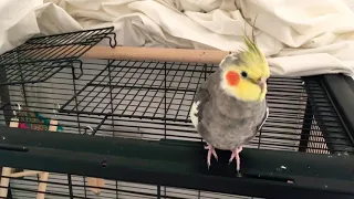 Cockatiel sings Mario