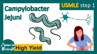 Campylobacter jejuni | Pathology |  Campylobacter jejuni and Guillain Barre syndrome | USMLE