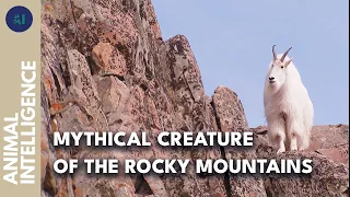 Goat at the peak: Rare study on mountain goats | AI