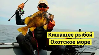 Russian fishing. Okhotsk sea. Fish everywhere