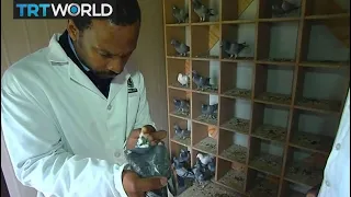 Pigeon Racing: Involving South African youth in pigeon racing