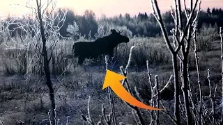 Охота на лося. ШЕСТЬ лосей в одном загоне!!! MOOSE Hunting