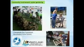 Chesapeake Bay Oysters: Part III - Oyster Restoration