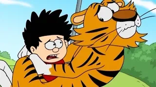 Dennis Goes Tiger Hunting! | Dennis the Menace and Gnasher |  | Way Of The Tiger | S04 E18 | Beano