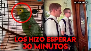 TESTIGOS DE JEHOVÁ ESPERARON 30 MIN AFUERA DE UNA CASA AL RECIBIR RESPUESTA, EL PERICO RESPONDÍA...