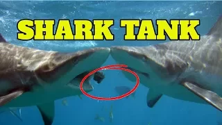 Maui Ocean Center Shark Tank - Shark Tank Maui Hawaii (GoPro HD)