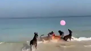 M'y Dog has a beach house Vacation