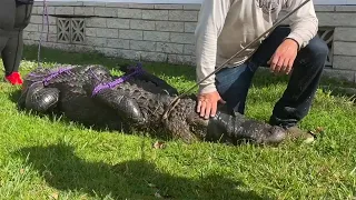 911 Call Reveals Moments After Gator Attacks Elderly Woman