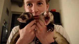 What It's REALLY Like Owning Ferrets.